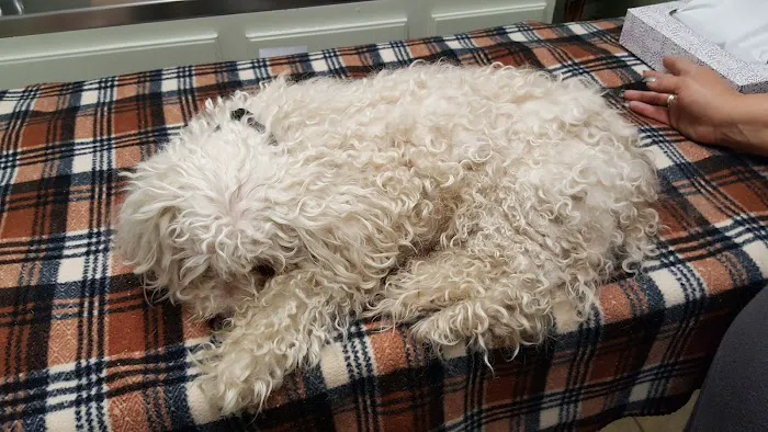 Pedley Veterinary Hospital Picture 4