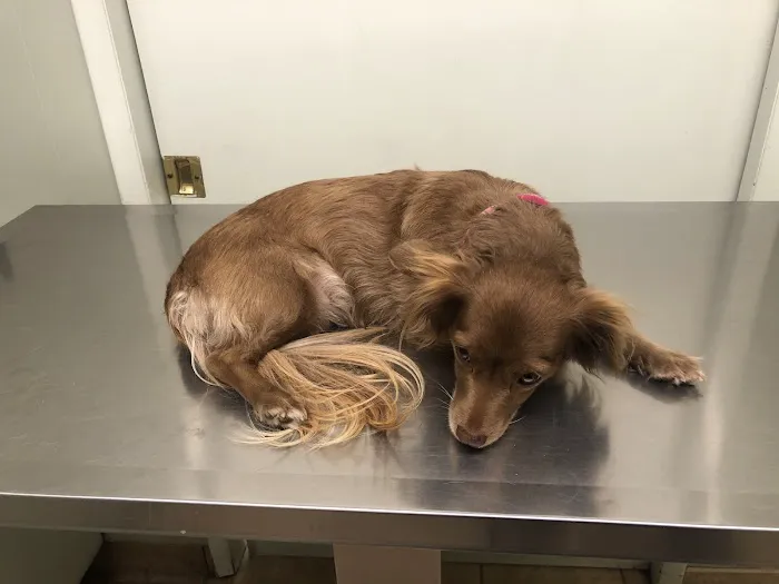 Pedley Veterinary Hospital Picture 10