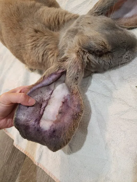 The Critter Care Center Picture 1