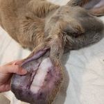 The Critter Care Center