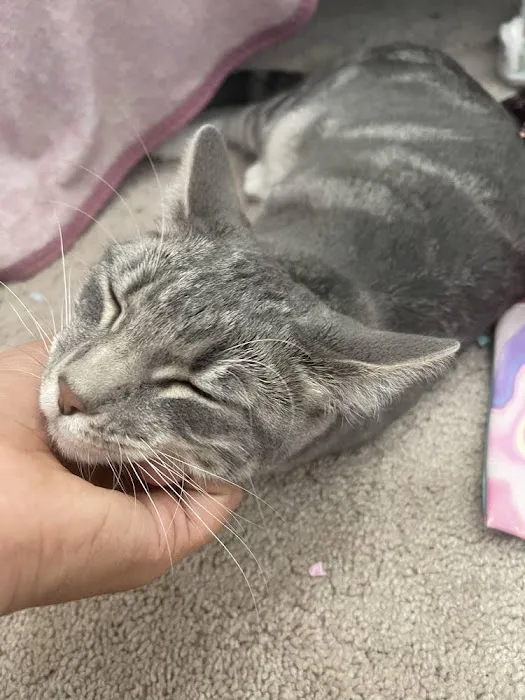 Atlas Pet Hospital Picture 4