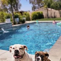 Atlas Pet Hospital ico