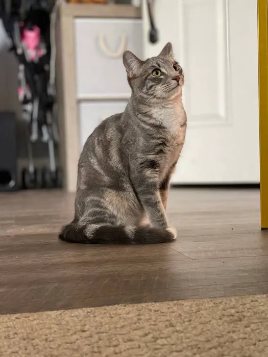 Atlas Pet Hospital Picture 3
