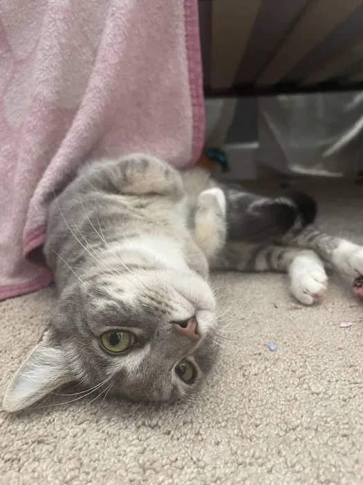 Atlas Pet Hospital Picture 5