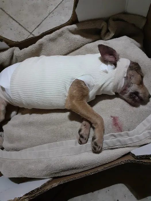 Atlas Pet Hospital Picture 7