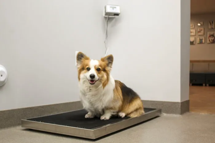 Sacred Hearts Veterinary Hospital Picture 6