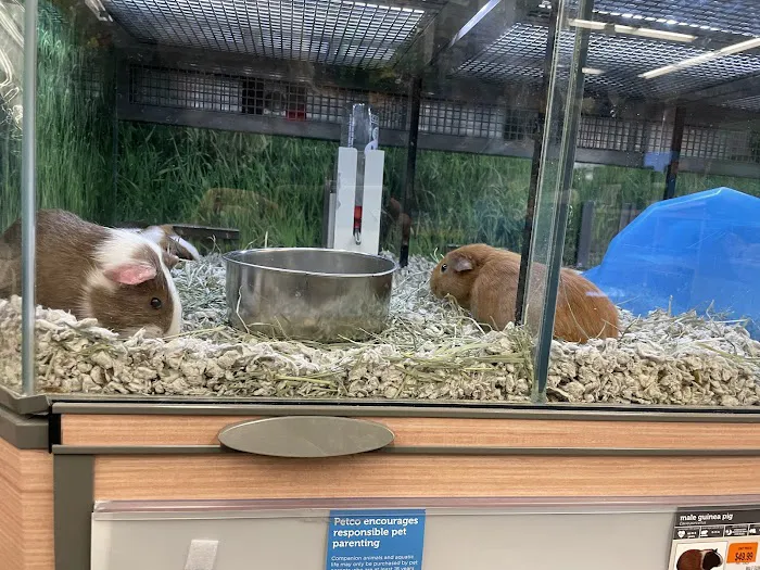 Petco Picture 4