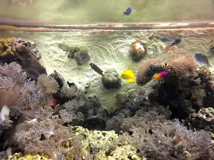 Creation of the Sea, LLC Picture 5