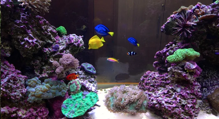 Creation of the Sea, LLC Picture 8