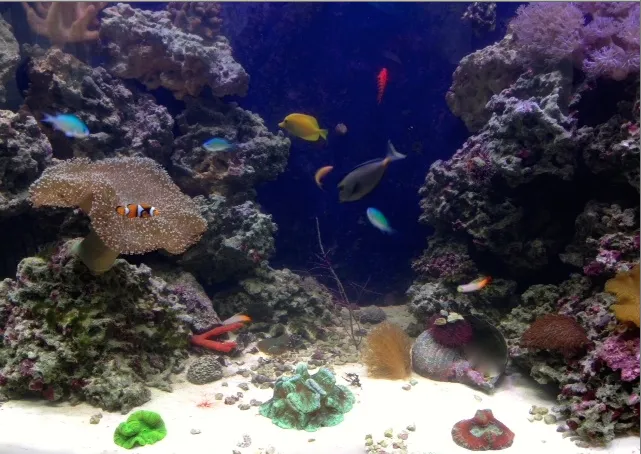 Creation of the Sea, LLC Picture 3