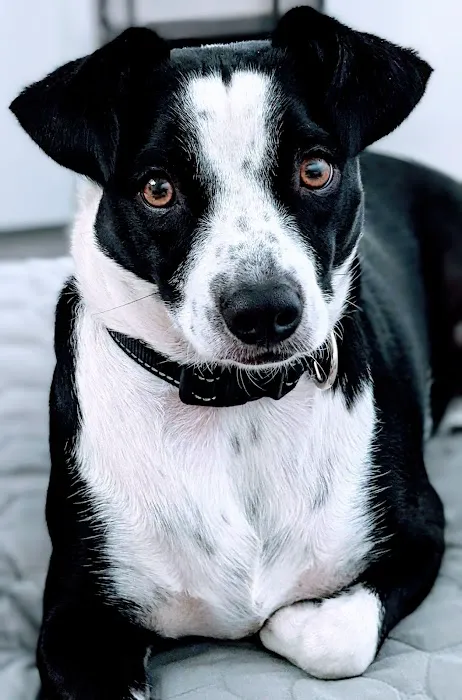 Corona Animal Hospital Picture 7