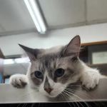 Center-La Sierra Pet Clinic