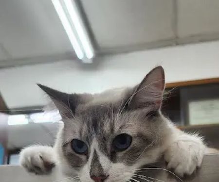 Center-La Sierra Pet Clinic