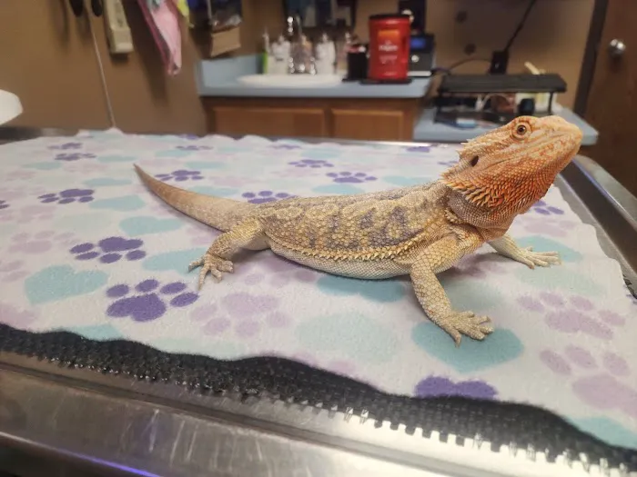 Animal Medical Center of Corona Picture 2