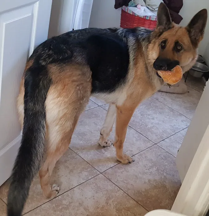 Animal Medical Center of Corona Picture 3