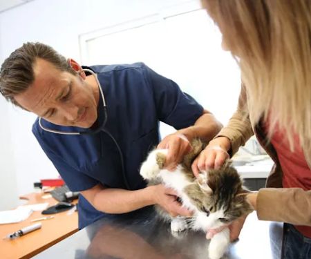 Fontana Animal Hospital