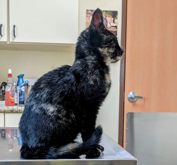 Fontana Animal Hospital Picture 5