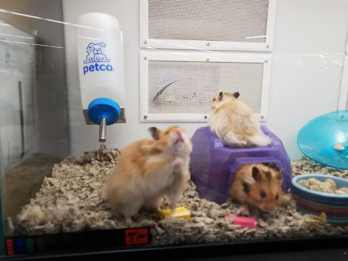 Petco Picture 6