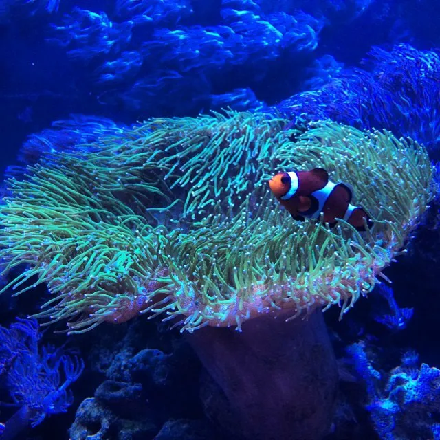JK-Fish Picture 8