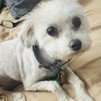 Banfield Pet Hospital ico