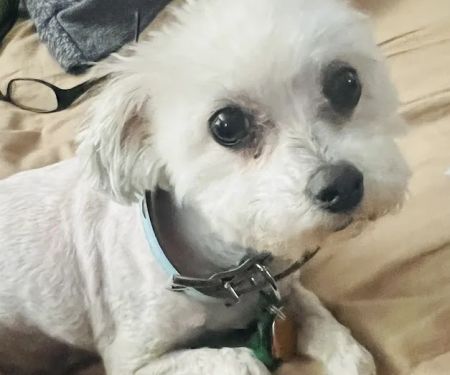 Banfield Pet Hospital