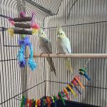 Petco