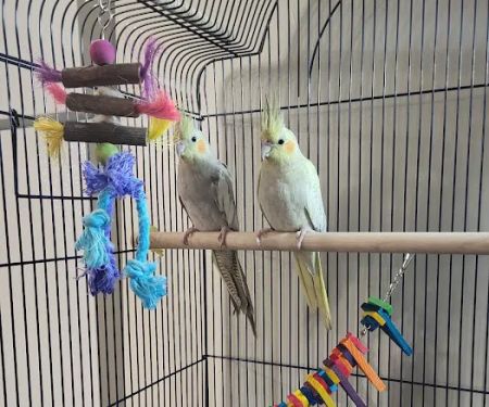 Petco