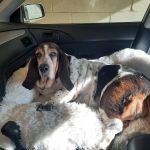 Vetco Total Care Animal Hospital
