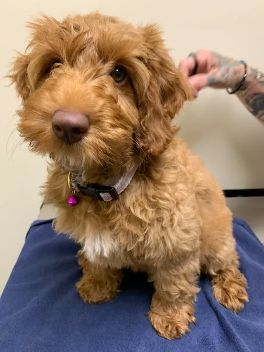 Vetco Total Care Animal Hospital Picture 2