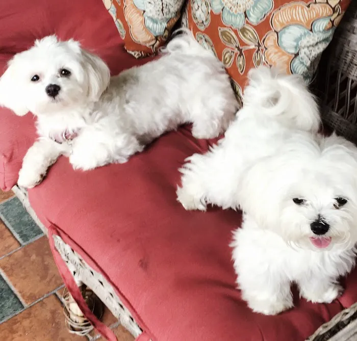 Arcadia Pets of Freehold Picture 3