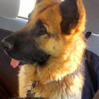 Humane Animal Hospital ico