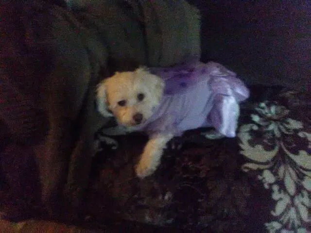 Humane Animal Hospital Picture 6