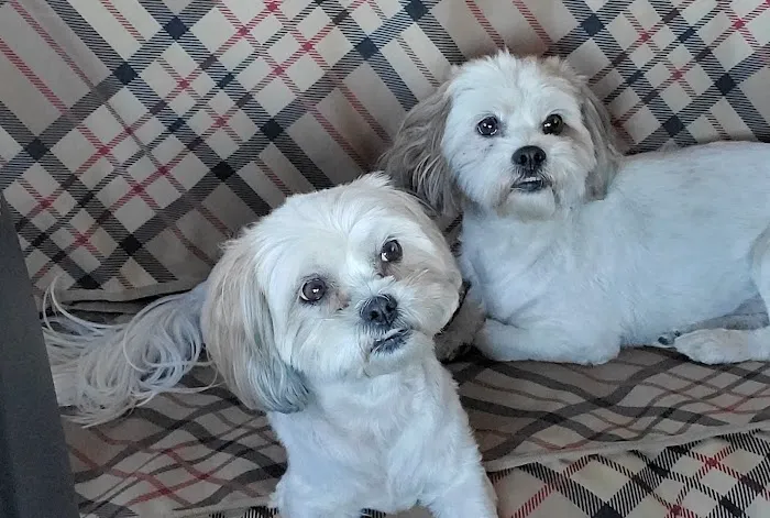 Humane Animal Hospital Picture 10