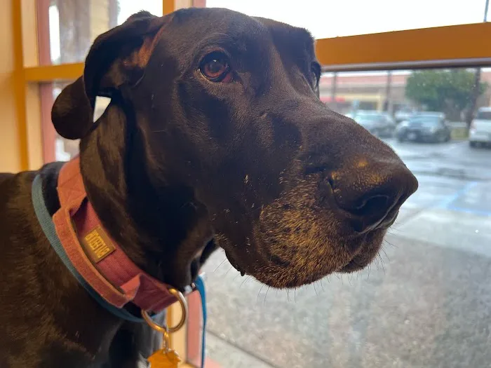 Walnut Village Pet Hospital Picture 8