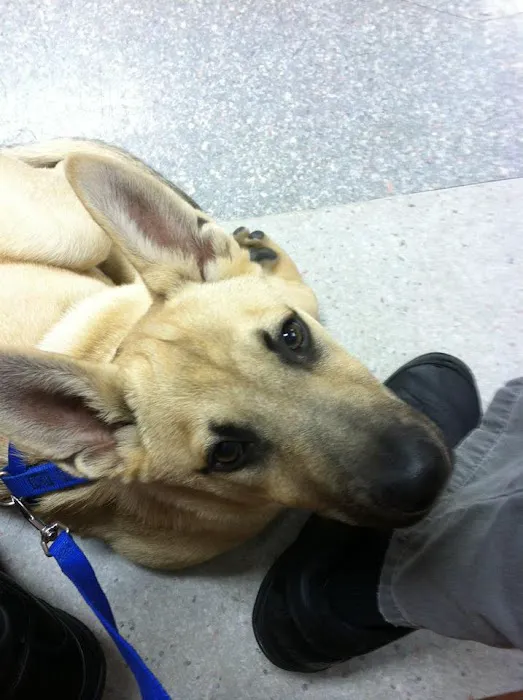 Walnut Village Pet Hospital Picture 9
