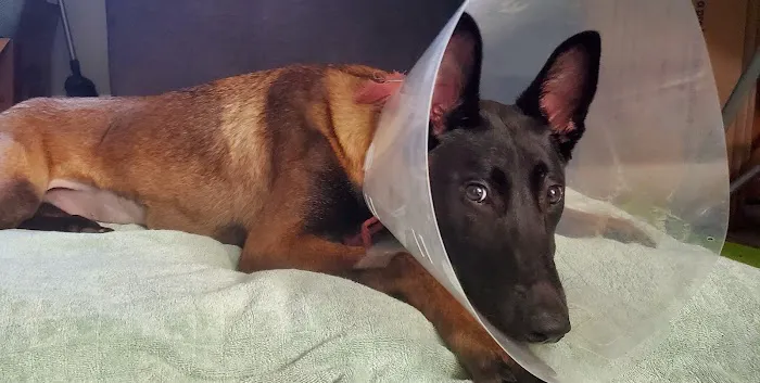 Walnut Village Pet Hospital Picture 2