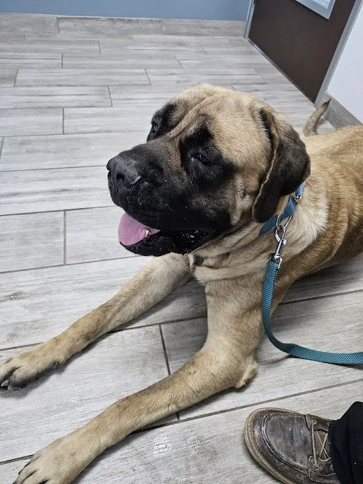 Jurupa Hills Animal Hospital Picture 6