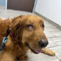 Jurupa Hills Animal Hospital ico