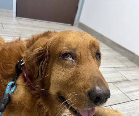 Jurupa Hills Animal Hospital