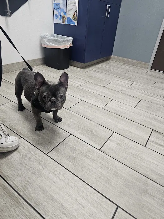 Jurupa Hills Animal Hospital Picture 8