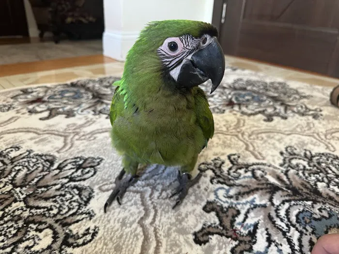 BirdsByUs Picture 8