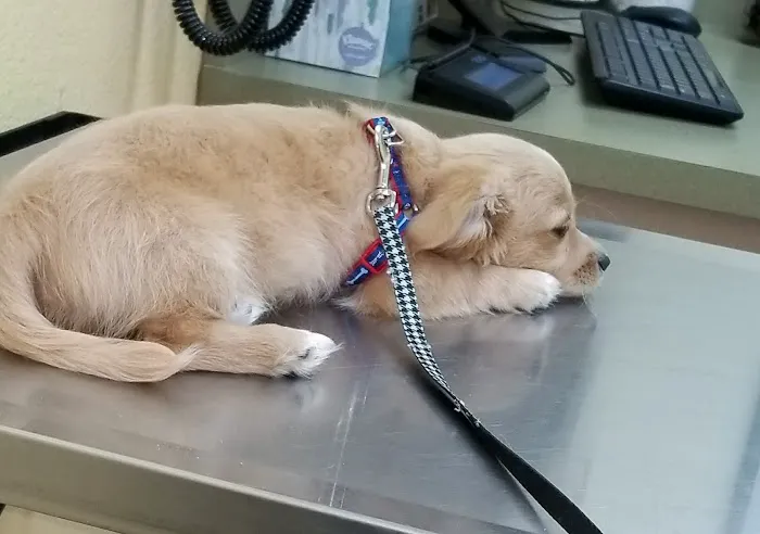 Prestige Animal Hospital - South Fontana Picture 9