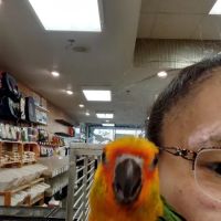 Bird House ico