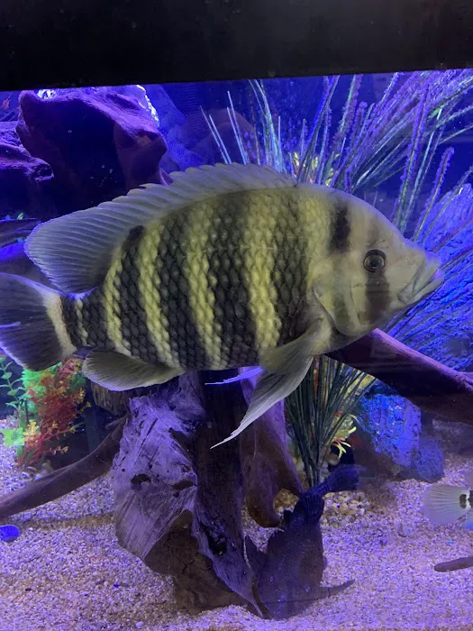 Aquaridise Picture 8
