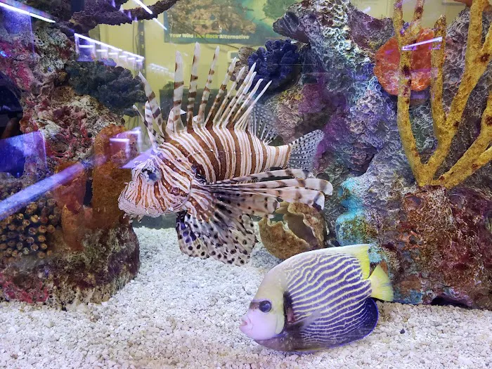 Aquaridise Picture 10