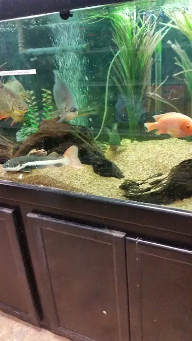 Aquaridise Picture 4