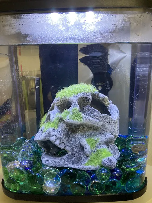 Aquaridise Picture 5