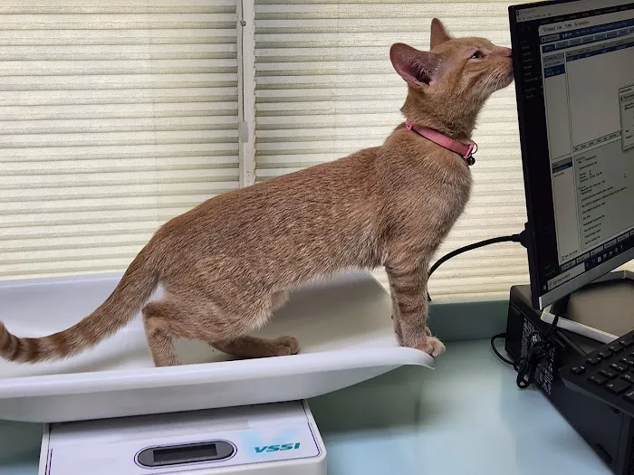 Riverside Cat Hospital Picture 4