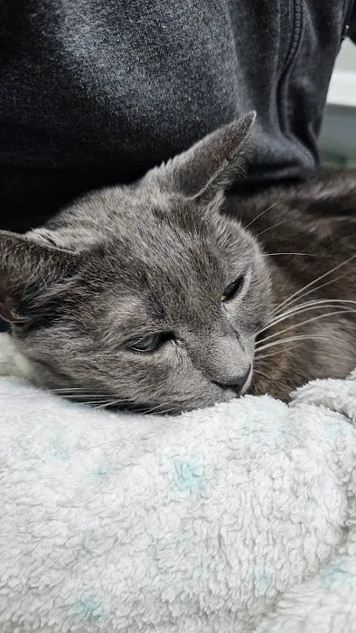 Riverside Cat Hospital Picture 2