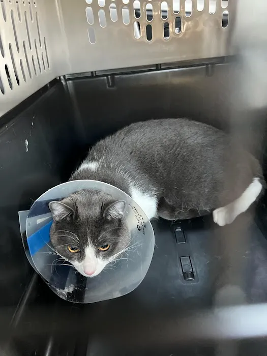 Riverside Cat Hospital Picture 9